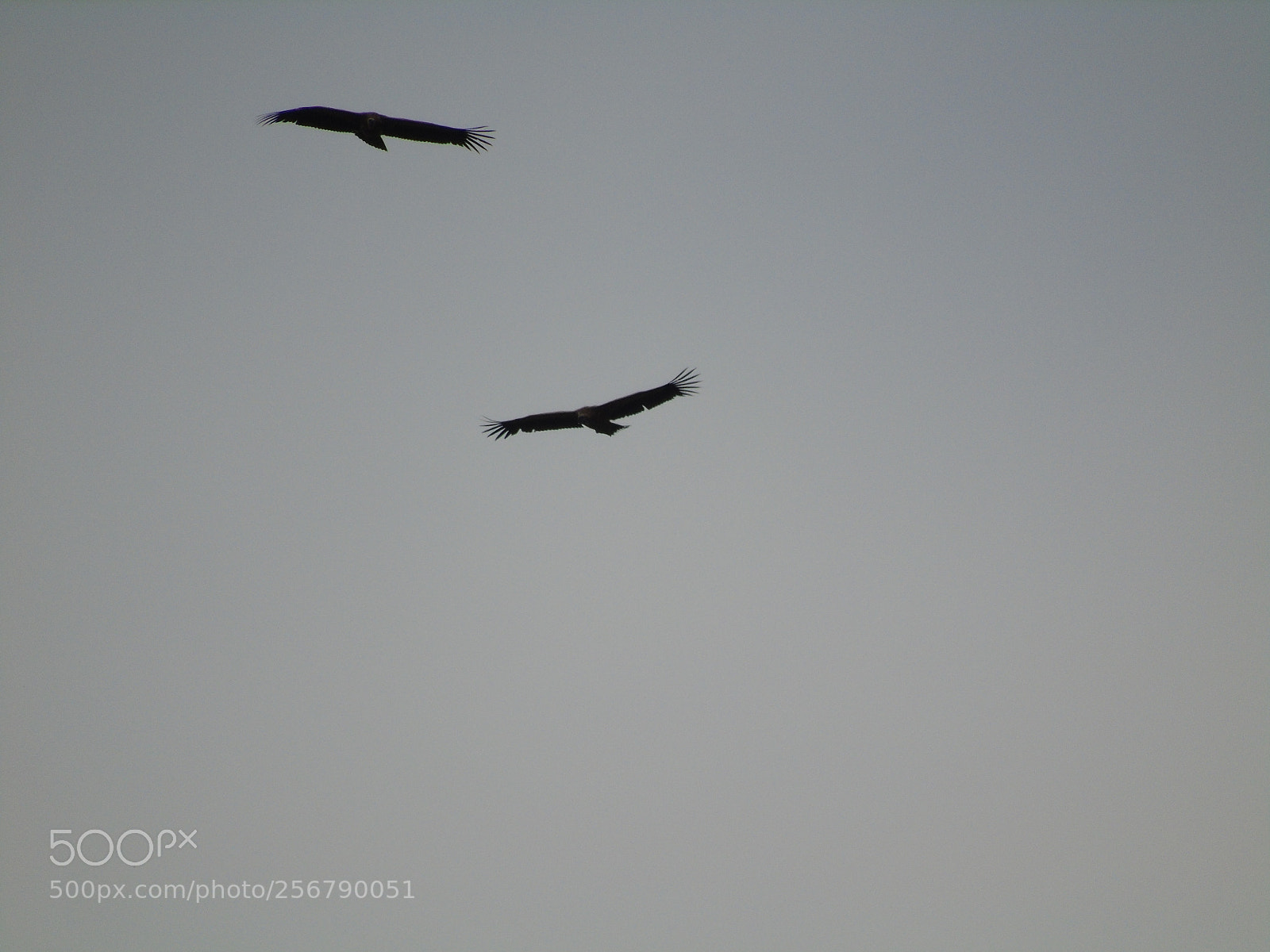 Sony Cyber-shot DSC-H400 sample photo. Volando photography