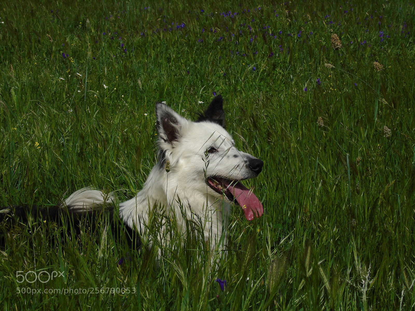 Sony Cyber-shot DSC-H400 sample photo. Perla photography