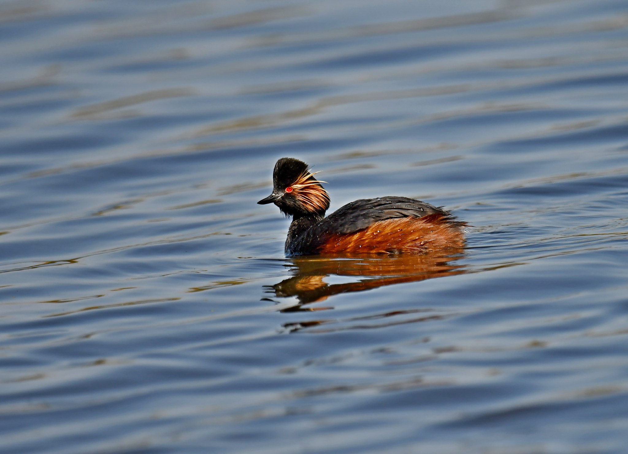 Nikon AF-S Nikkor 600mm F4G ED VR sample photo. Black-necked grebe photography