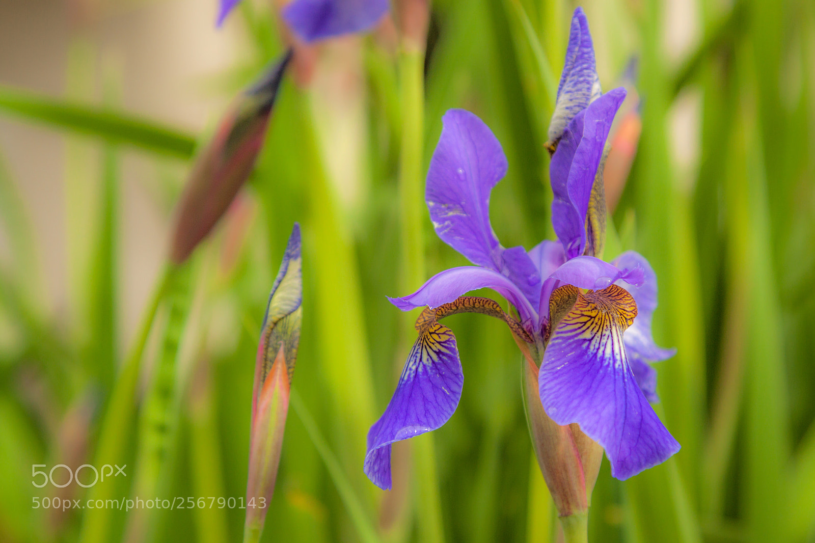 Canon EOS 50D sample photo. Flower photography