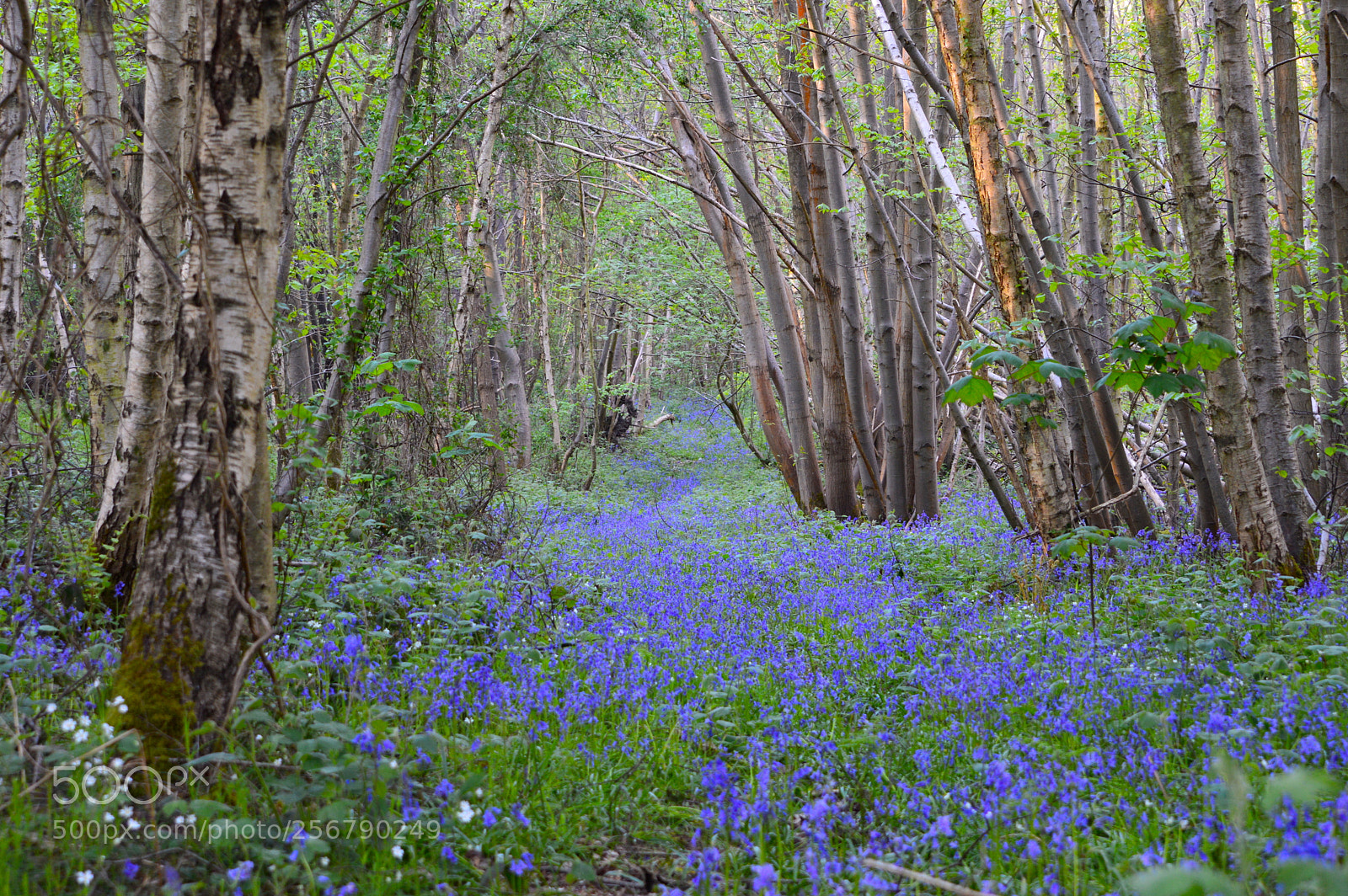 Nikon D3200 sample photo. Woodland bluebells photography