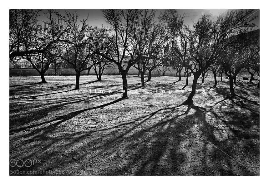 Canon EOS 80D sample photo. árboles y sombras photography