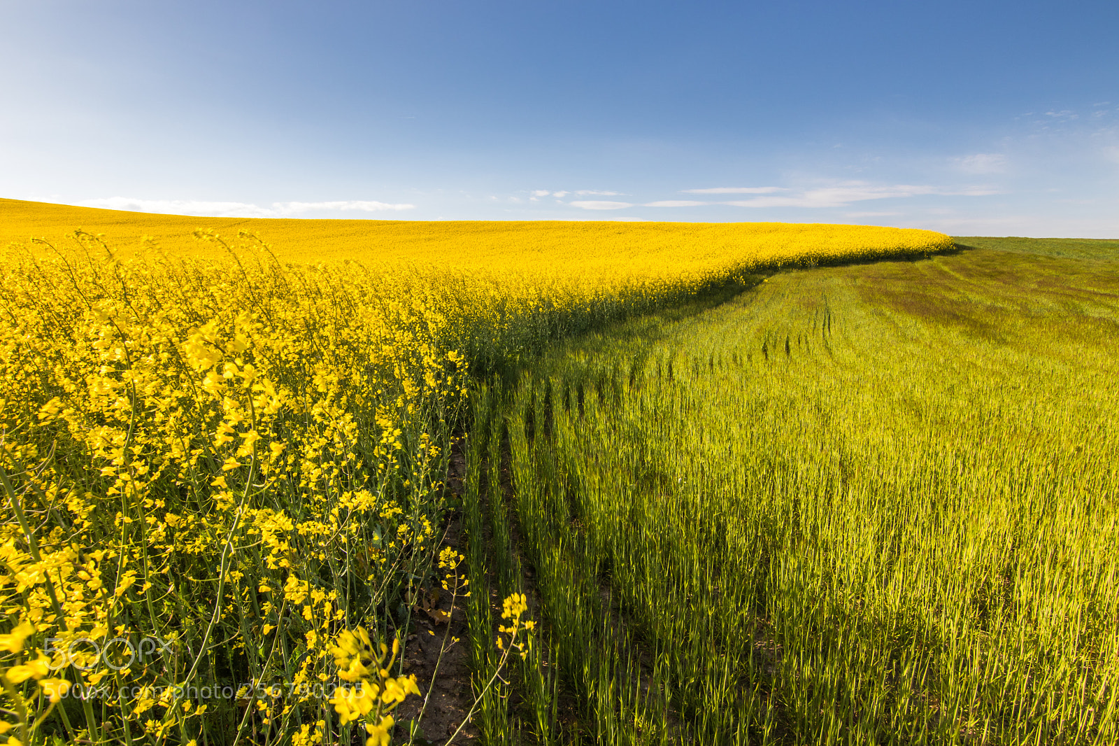 Canon EOS 77D (EOS 9000D / EOS 770D) sample photo. Yellow field photography