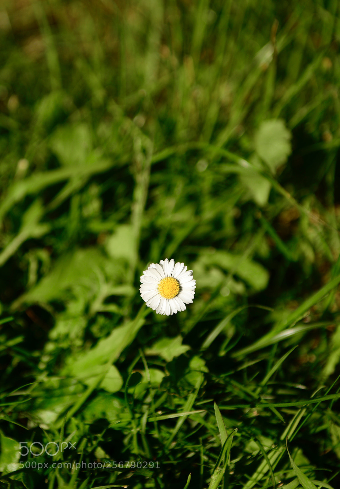 Nikon D850 sample photo. Daisy in the meadow photography