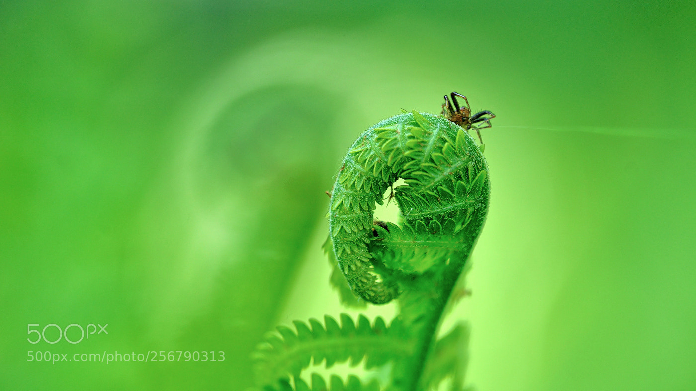 Nikon D800E sample photo. Spider summit photography
