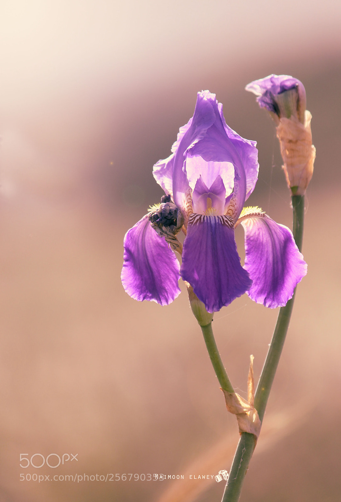 Canon EOS 60D sample photo. Img photography