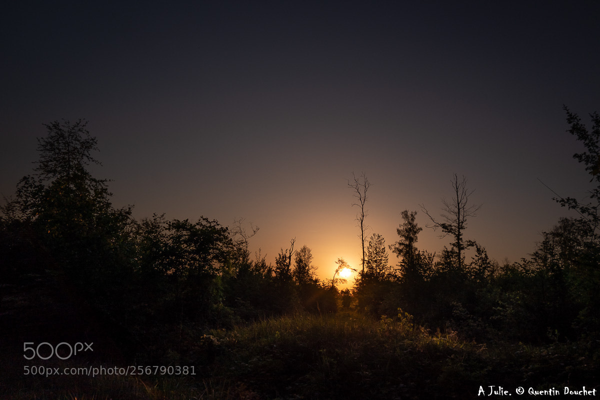 Sony Cyber-shot DSC-RX100 II sample photo. Coucher de soleil forestier photography