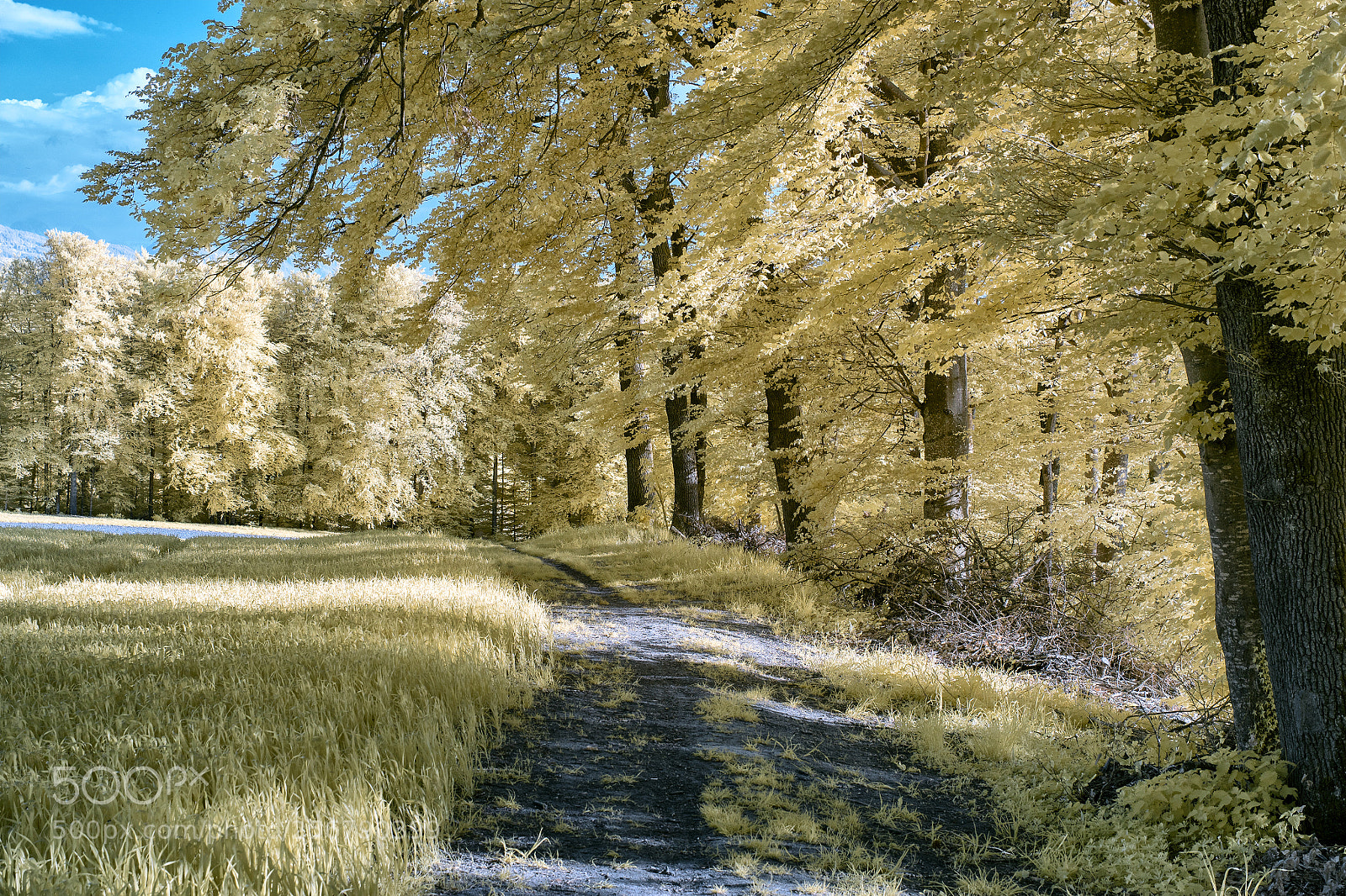 Sony a7 sample photo. Forest road photography