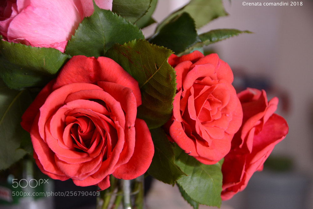Nikon D5200 sample photo. Solo rose photography