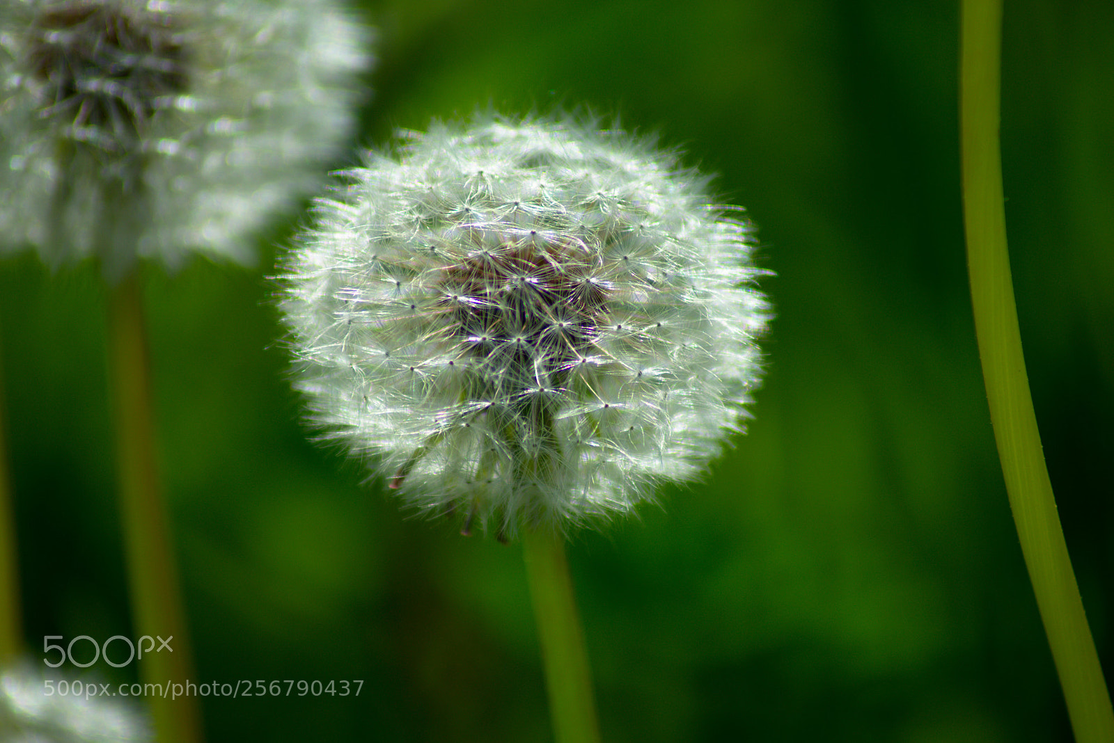 Nikon D3400 sample photo. Dandelion photography