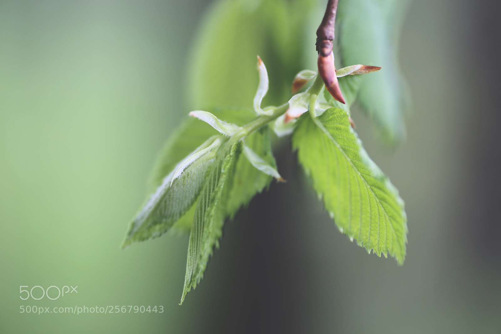 Canon EOS 6D sample photo. Garden spr photography