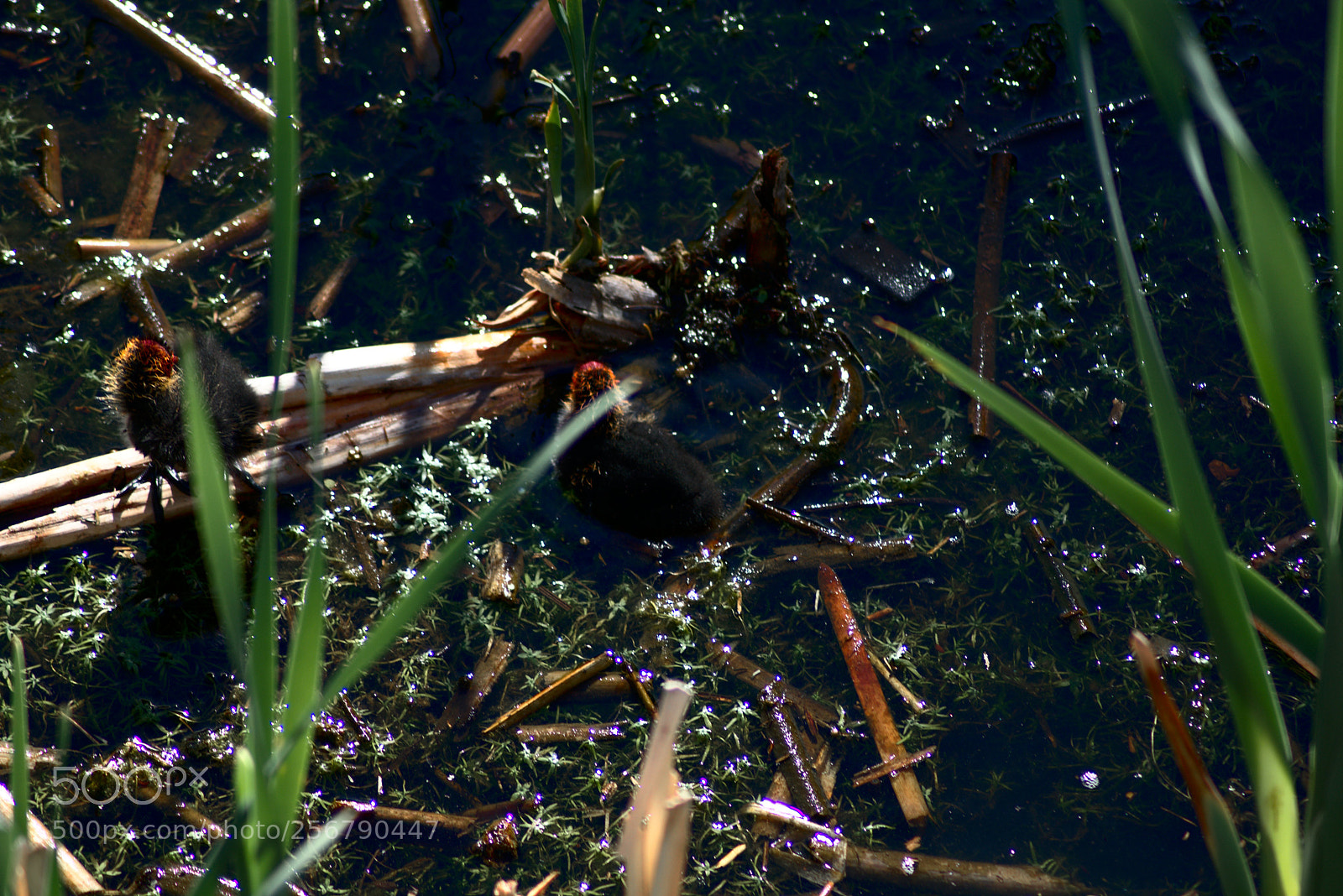 Nikon D3400 sample photo. Chicks grow up in photography
