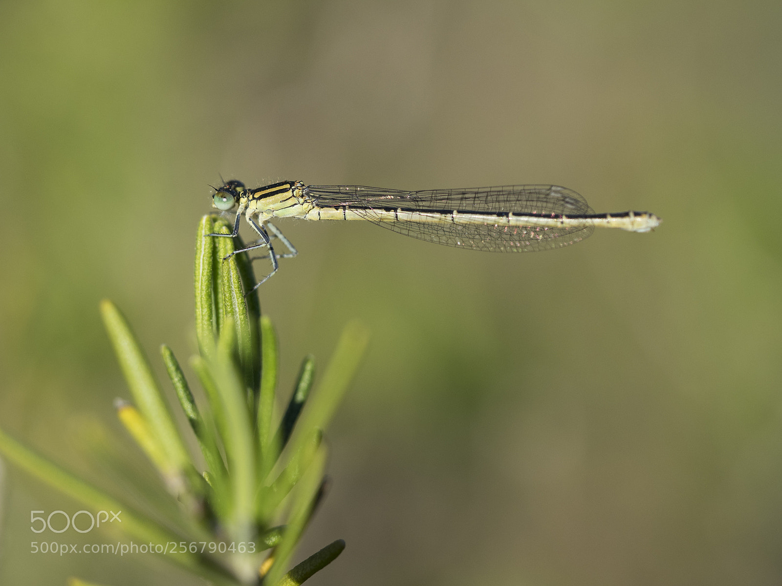 Olympus OM-D E-M1 sample photo. Dragonfly. photography