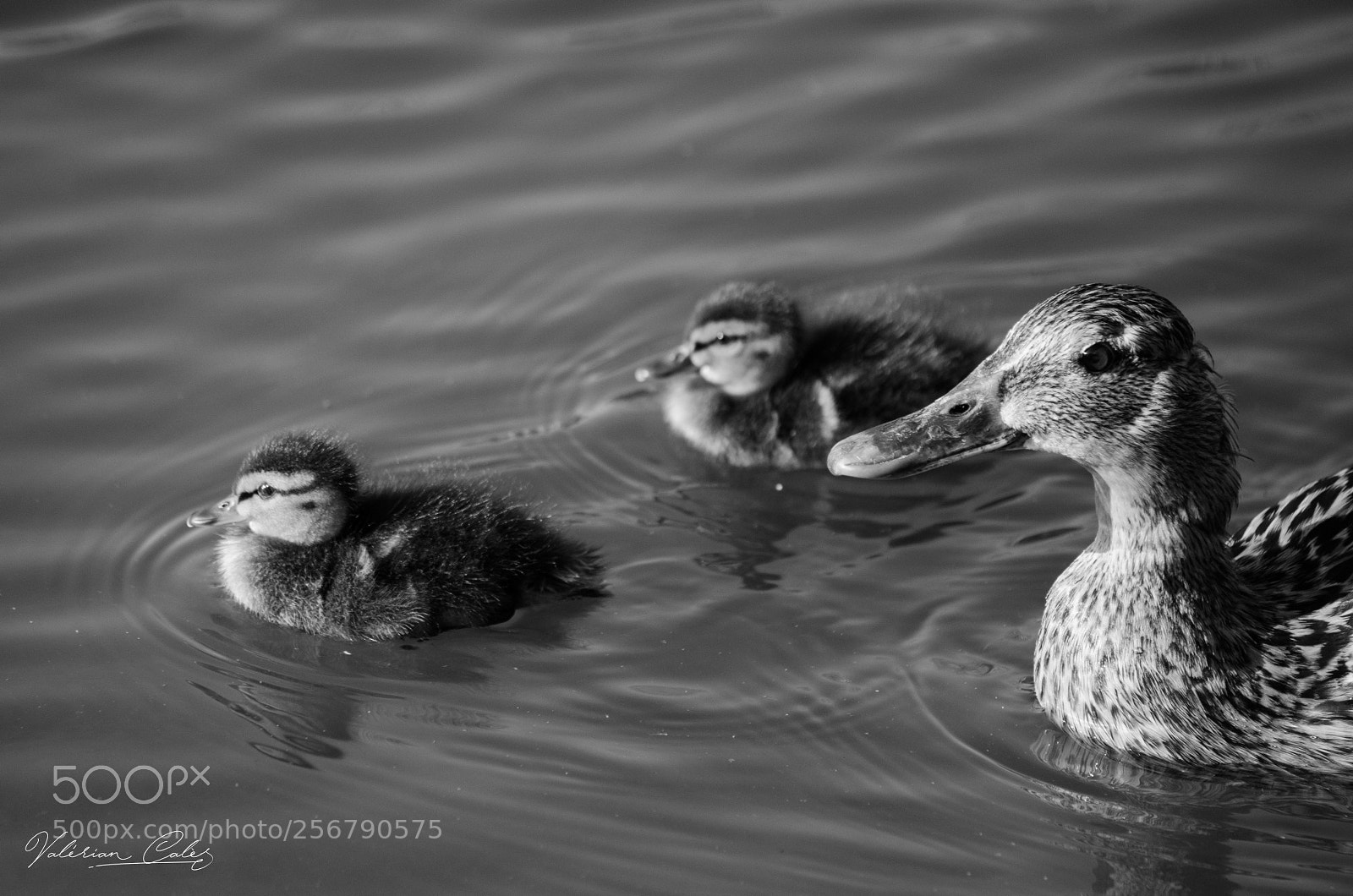 Nikon D5100 sample photo. Famille photography