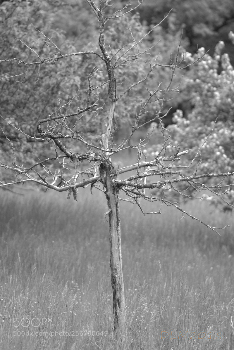 Canon EOS 700D (EOS Rebel T5i / EOS Kiss X7i) sample photo. Dying tree photography