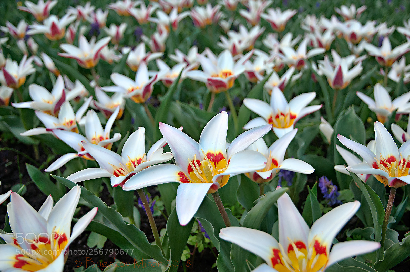 Nikon D300S sample photo. Tulips #2 photography