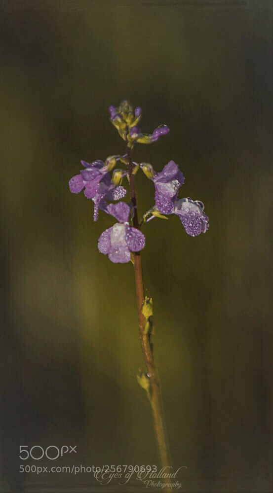 Canon EOS 7D Mark II sample photo. Purple in green photography