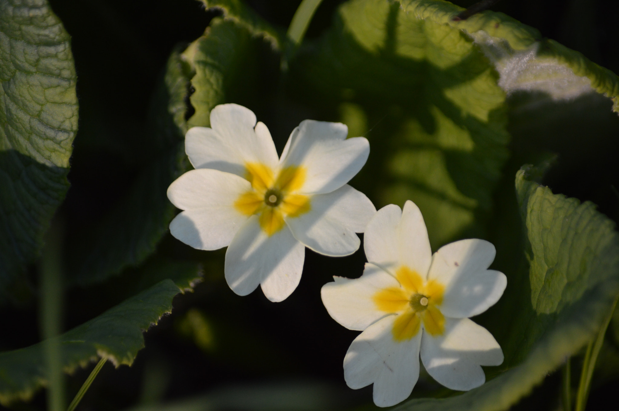 Nikon D3200 sample photo. Primrose photography