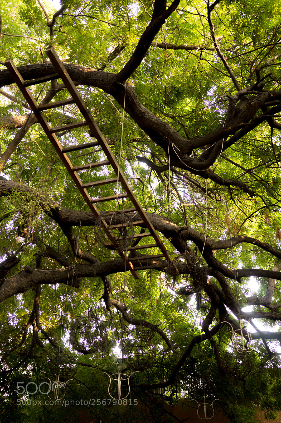 Sony a7 sample photo. Canopy photography