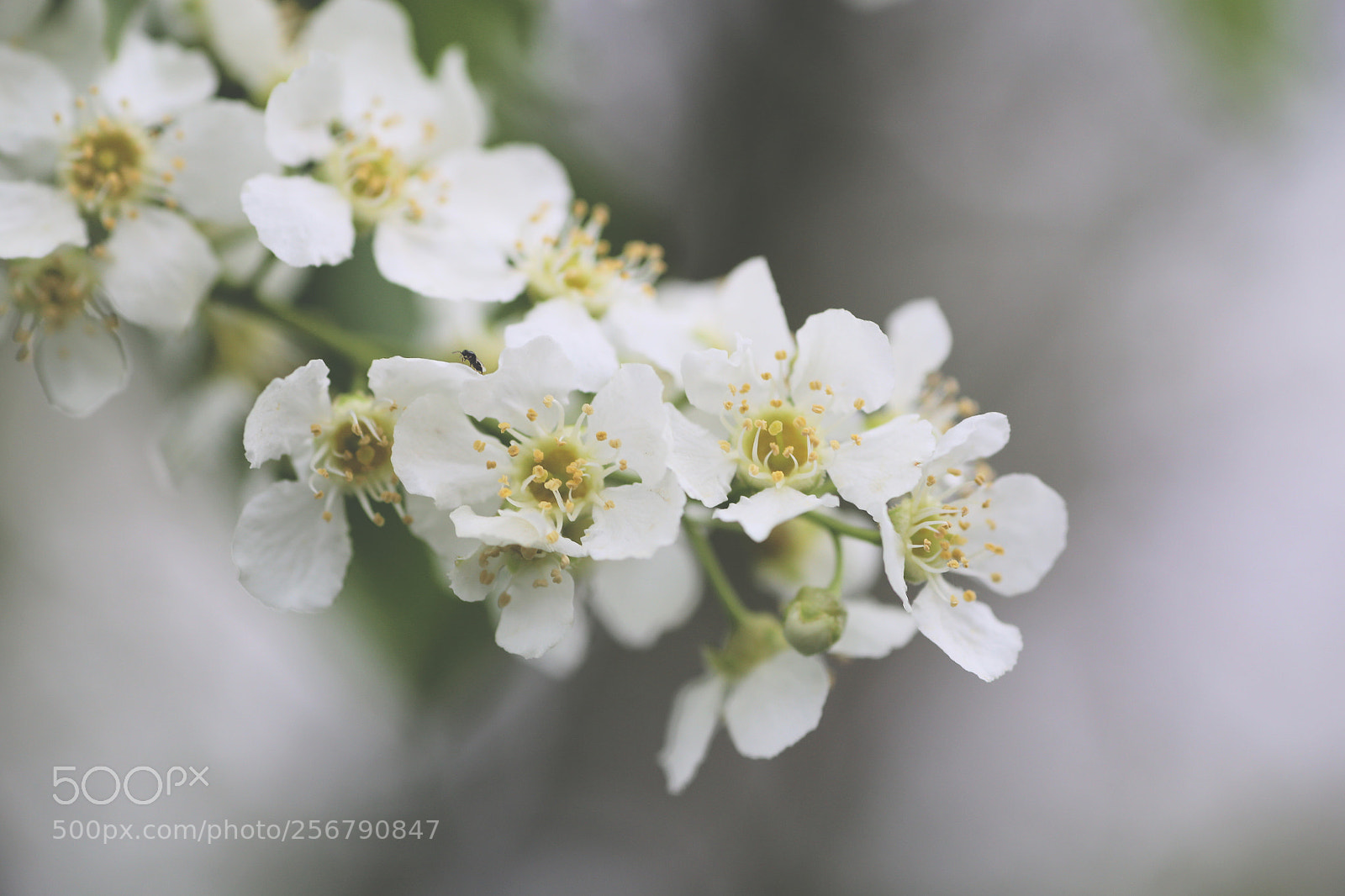 Canon EOS 6D sample photo. Floral two photography