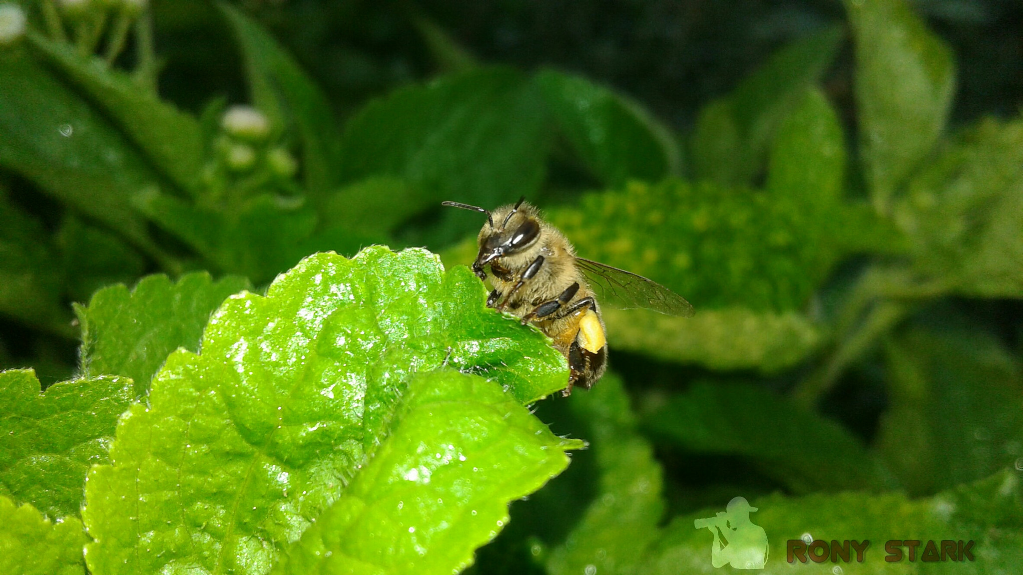 Samsung Galaxy J2 sample photo. Honey bee photography