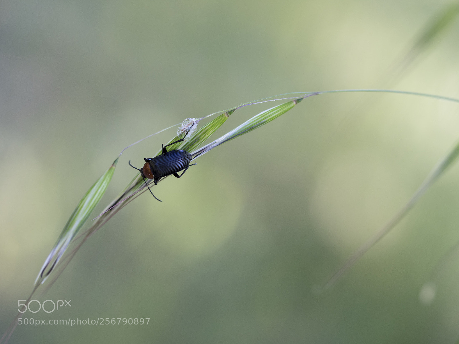 Olympus OM-D E-M1 sample photo. Heliotaurus ruficollis. photography
