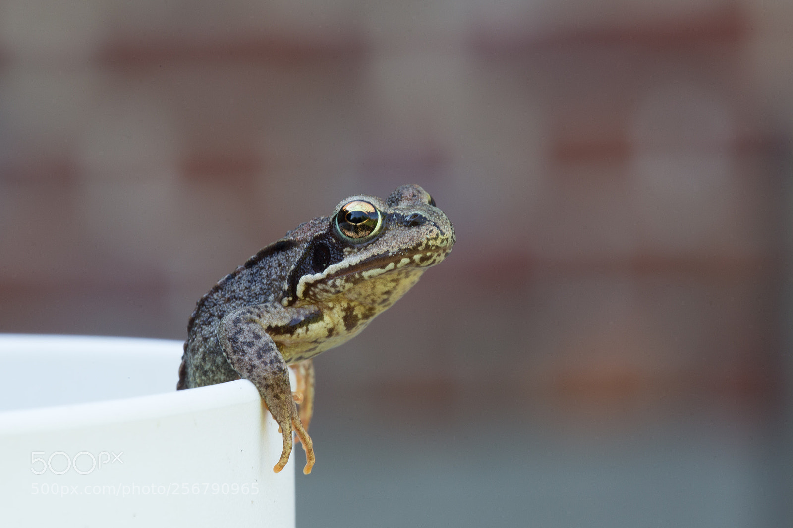 Canon EOS 6D sample photo. Frog photography