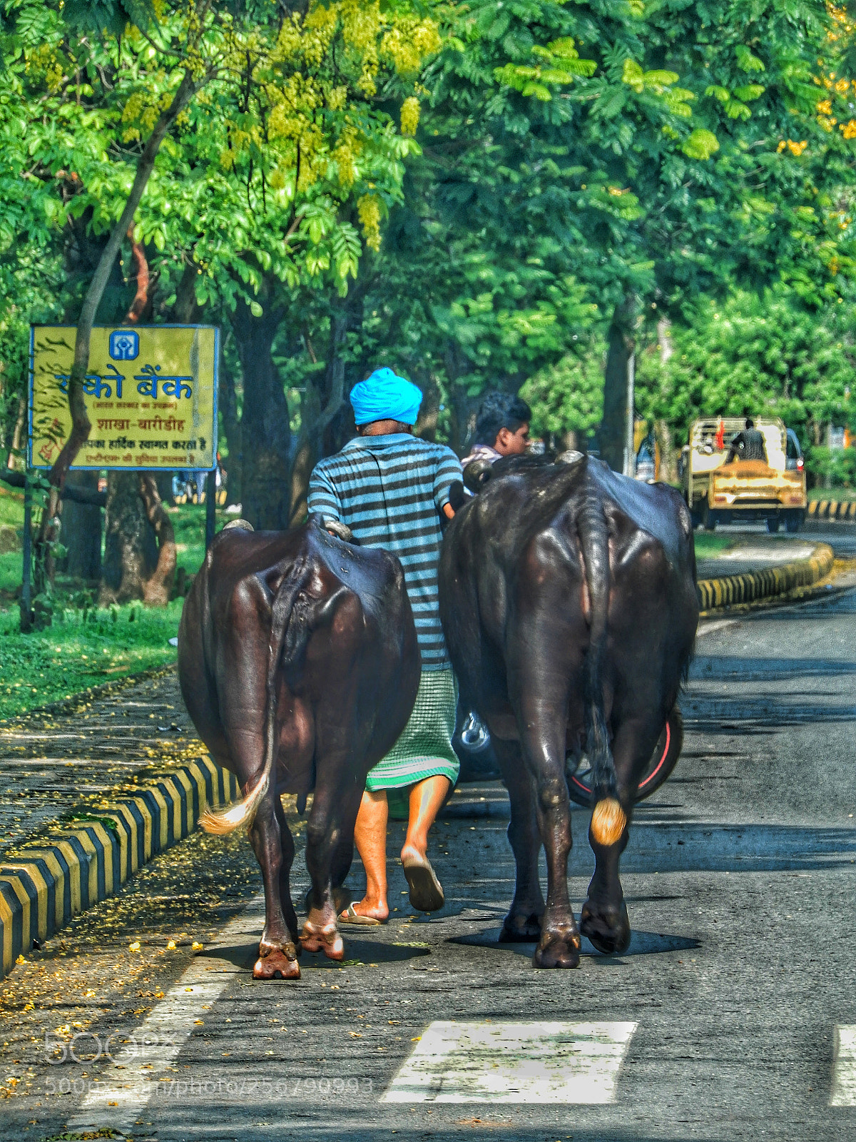 Nikon Coolpix A900 sample photo. Cattle in the city.. photography