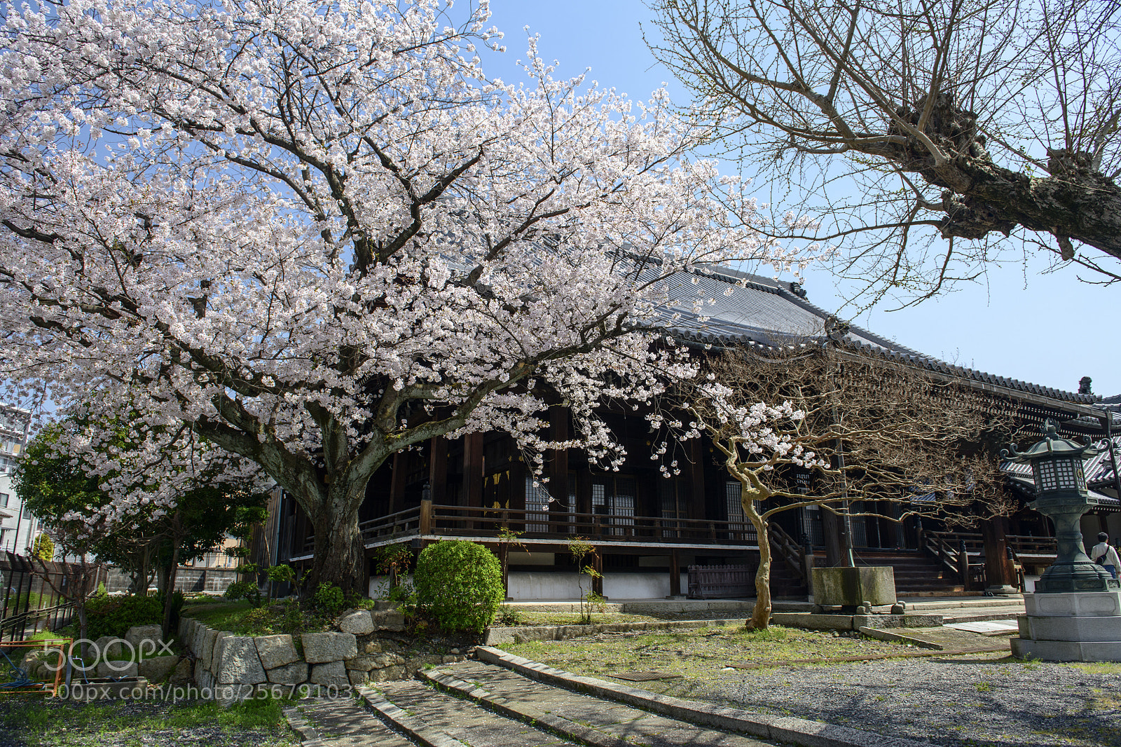 Nikon D850 sample photo. Sakura kyoto photography