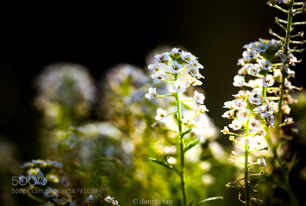 Canon EOS 6D sample photo. Shining bright photography