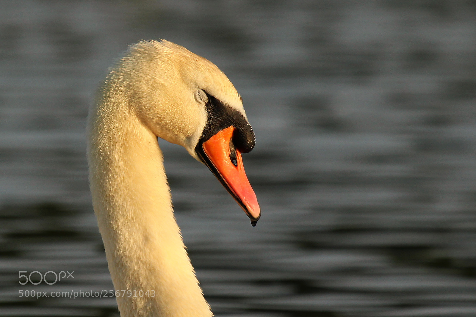 Canon EOS 700D (EOS Rebel T5i / EOS Kiss X7i) sample photo. M u t e photography