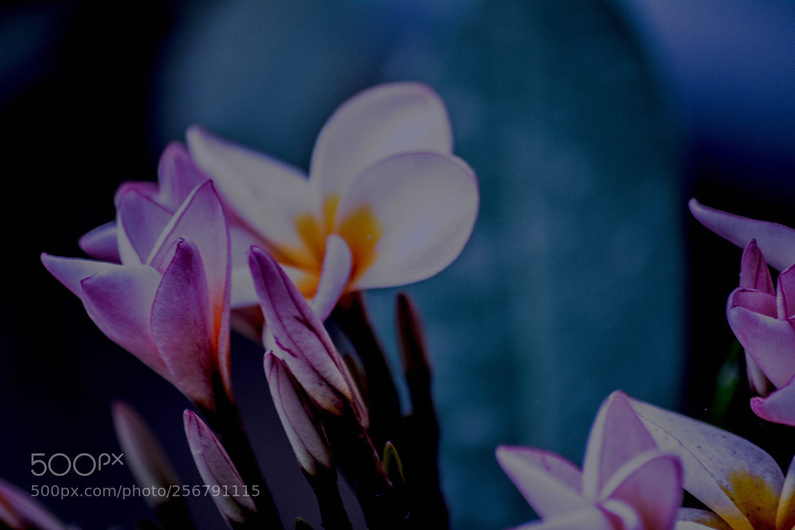 Nikon D5200 sample photo. King photography