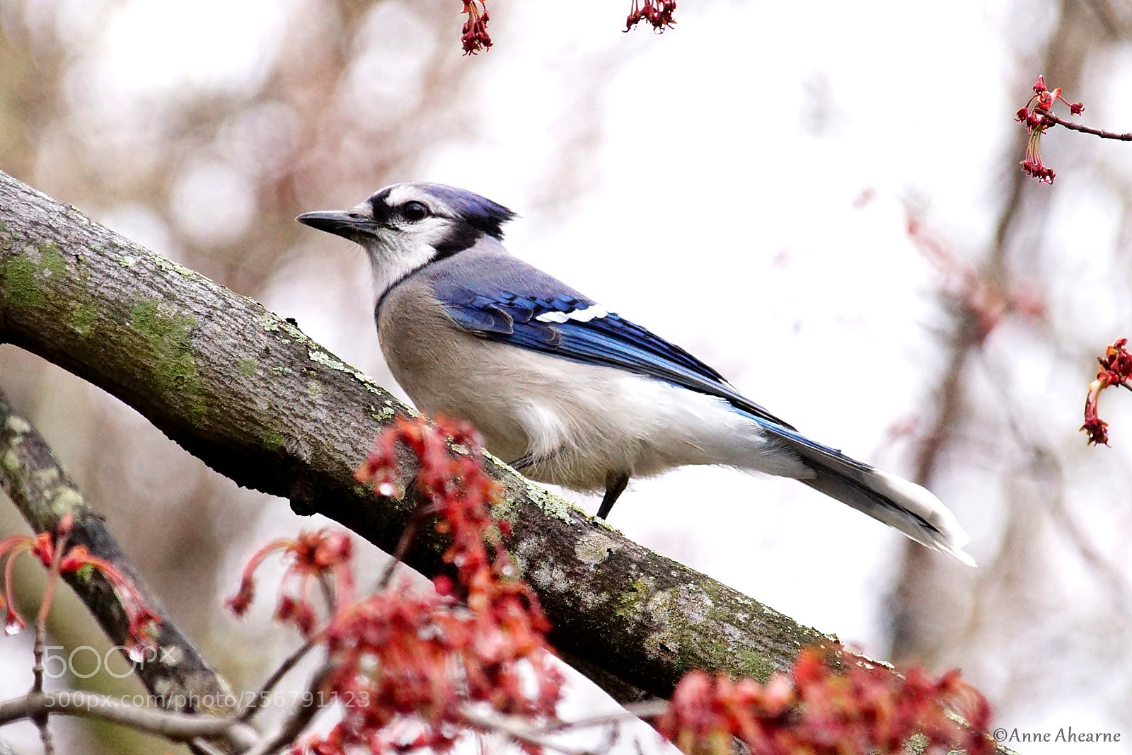 Sony ILCA-77M2 sample photo. Blue jay photography