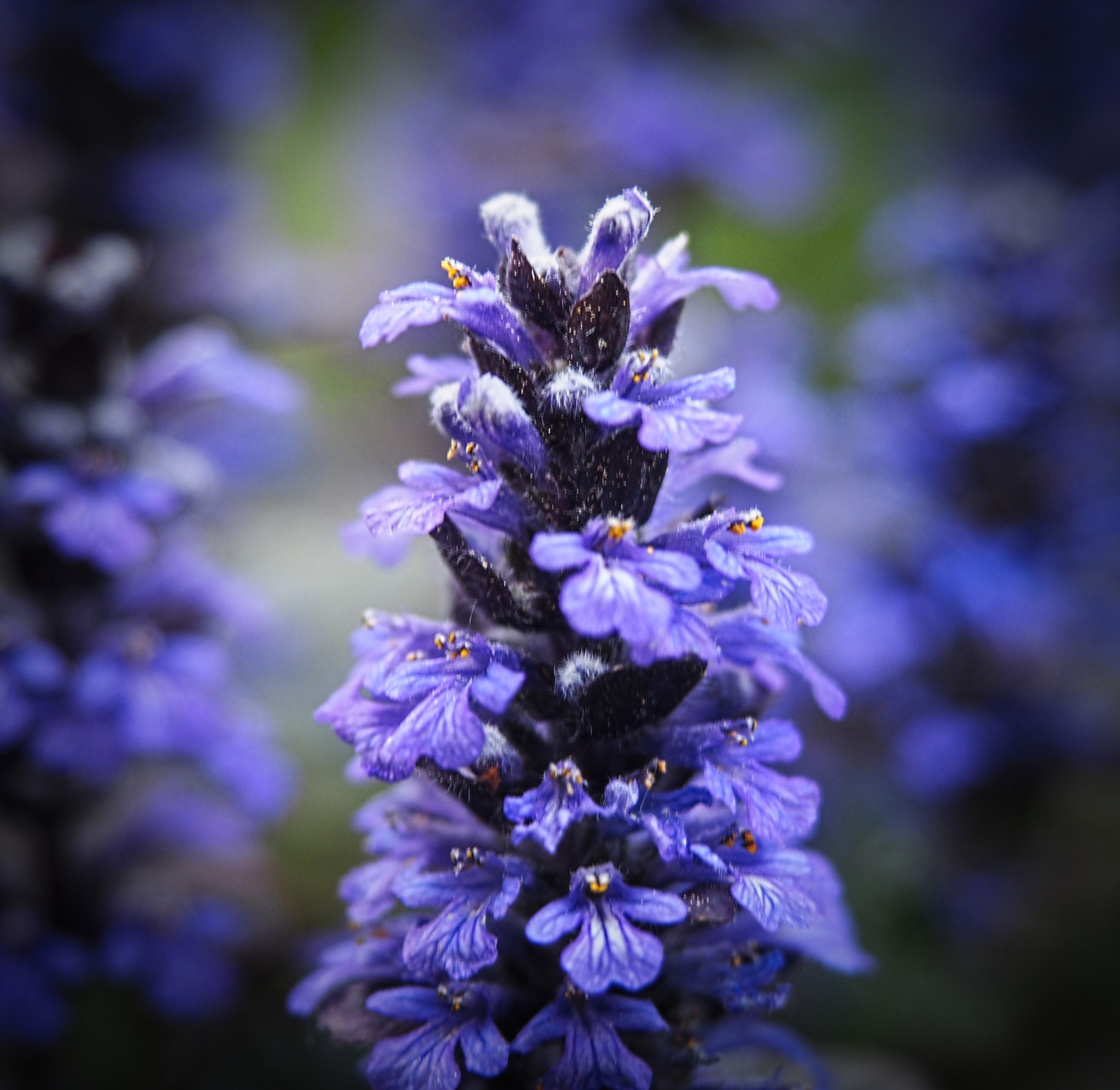 Olympus PEN E-PL5 sample photo. Blue vague form photography