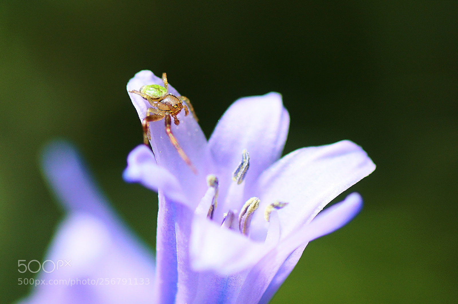 Sony ILCA-77M2 sample photo. Little spider on the photography
