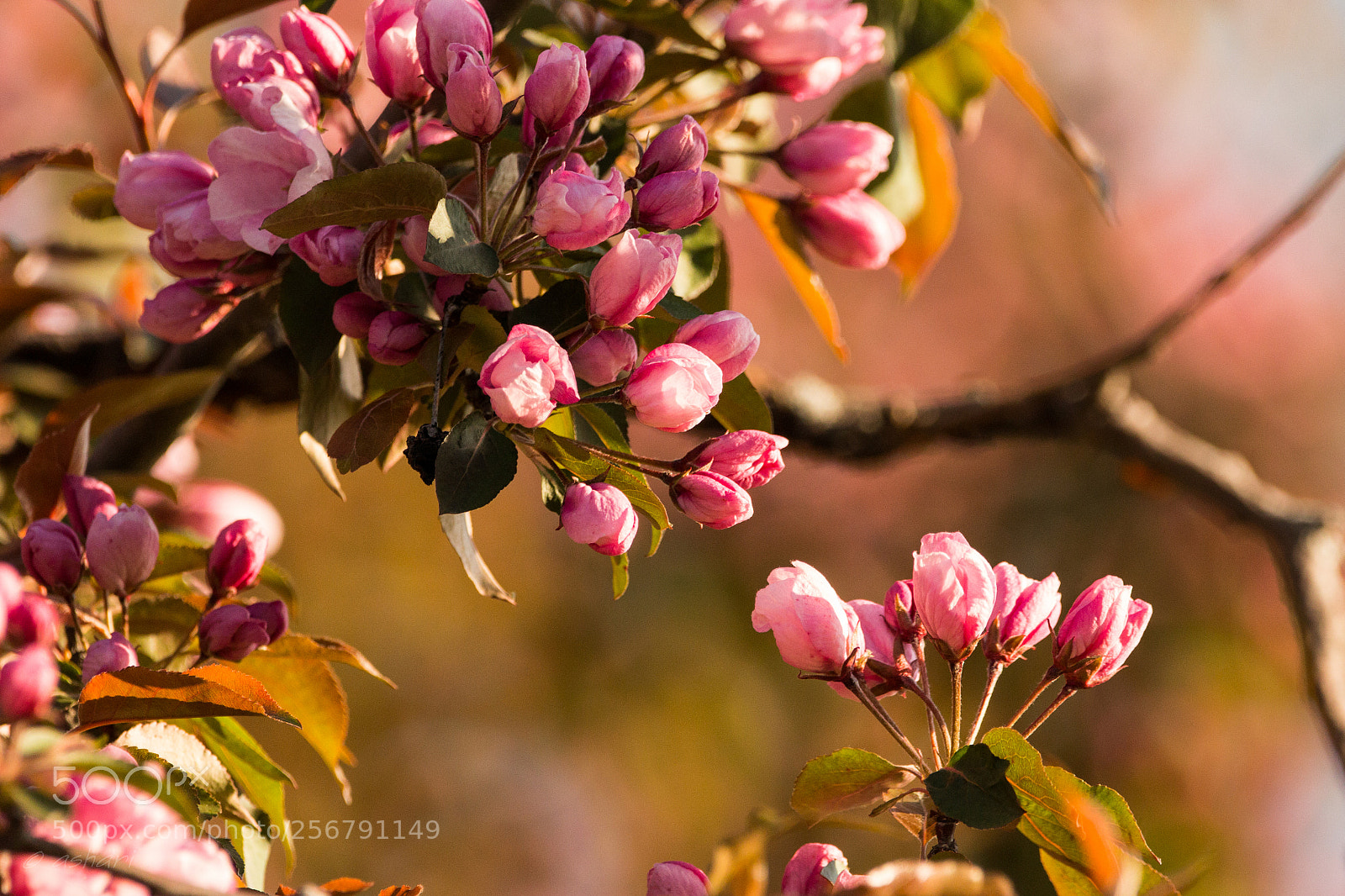 Canon EOS 70D sample photo. Spring is in the photography