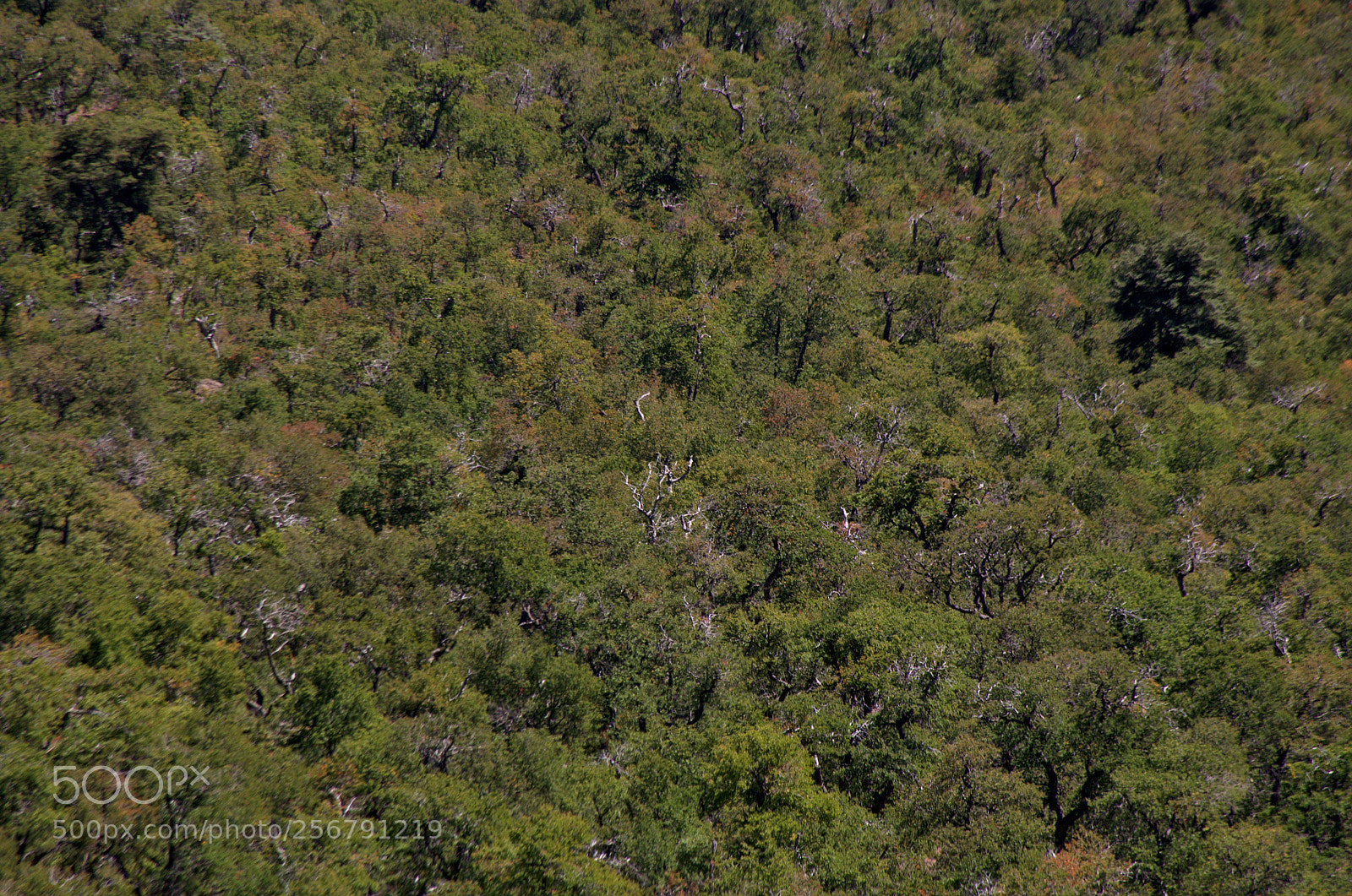 Nikon D7000 sample photo. El dibujo arboreo photography
