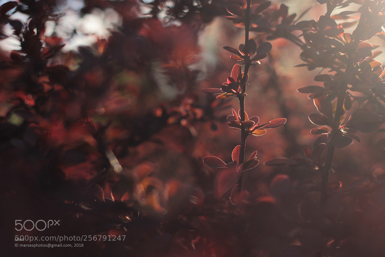 Canon EOS 60D sample photo. Red light photography