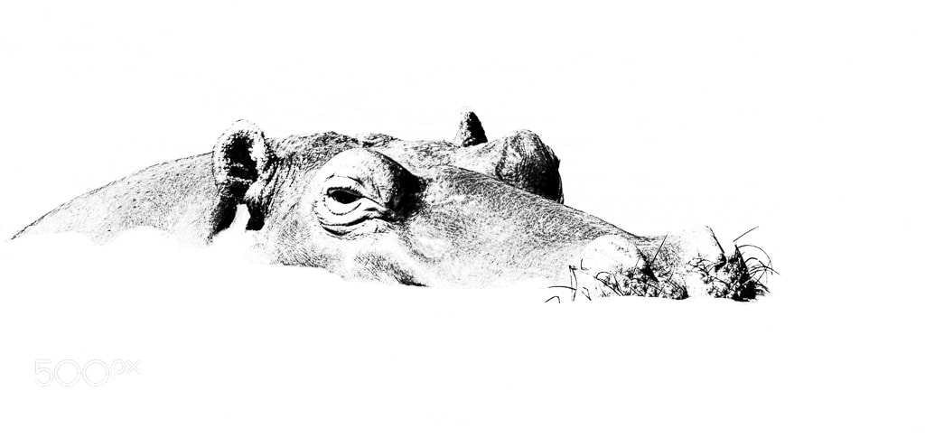 Nikon D750 sample photo. Hippo - high key photography