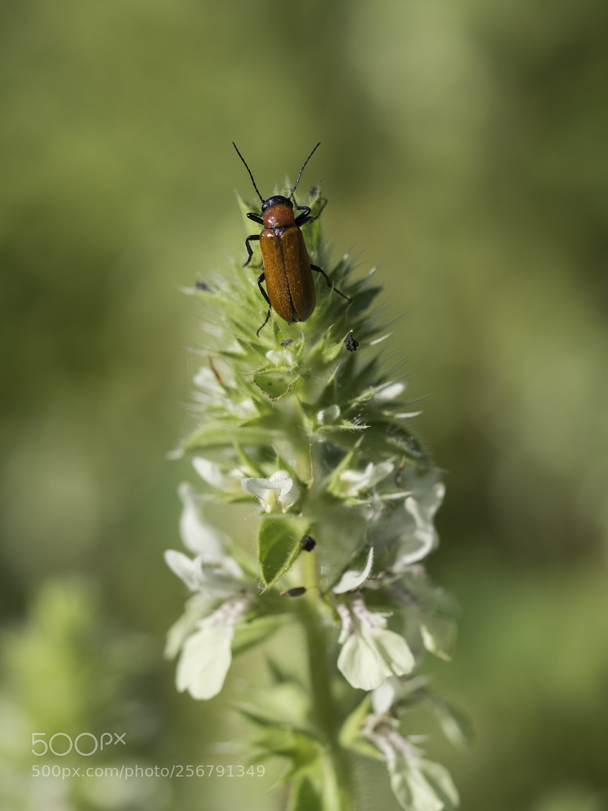 Olympus OM-D E-M1 sample photo. Insect. photography