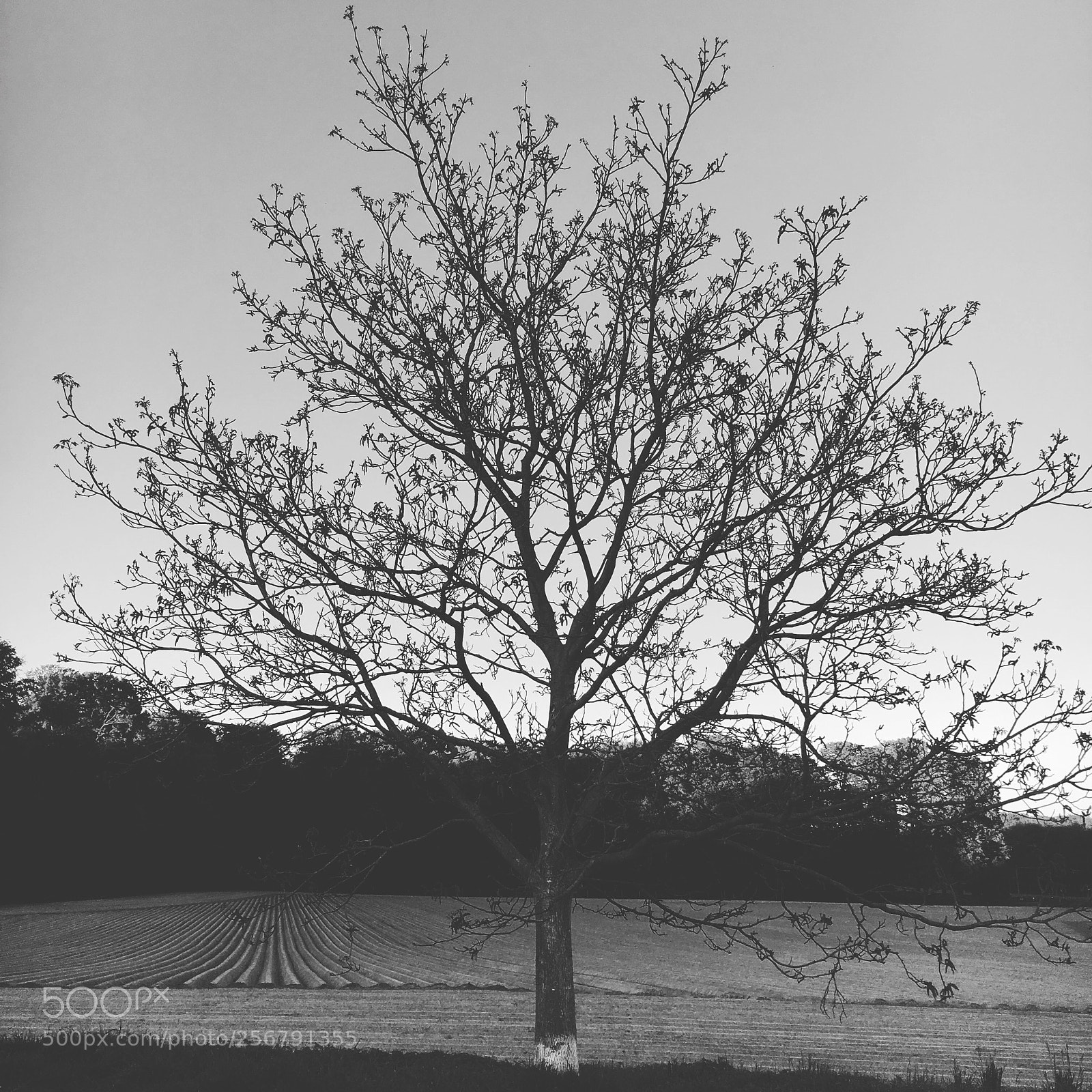 Apple iPhone 6s sample photo. Fractal meets gps photography
