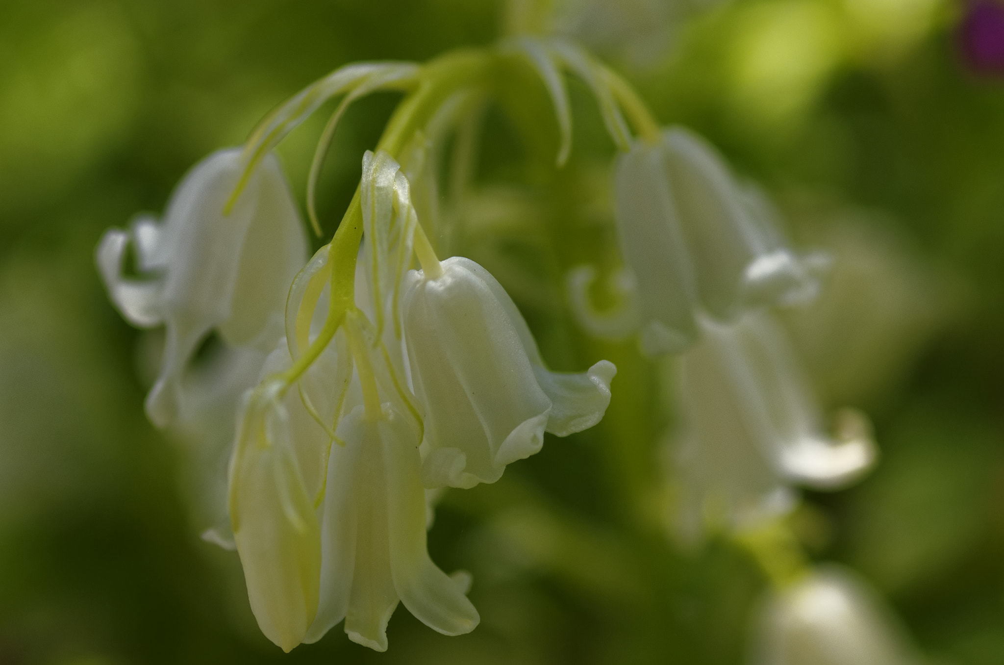 Pentax K-5 sample photo. Pentax k5 100mm fa macro . white blue bells photography