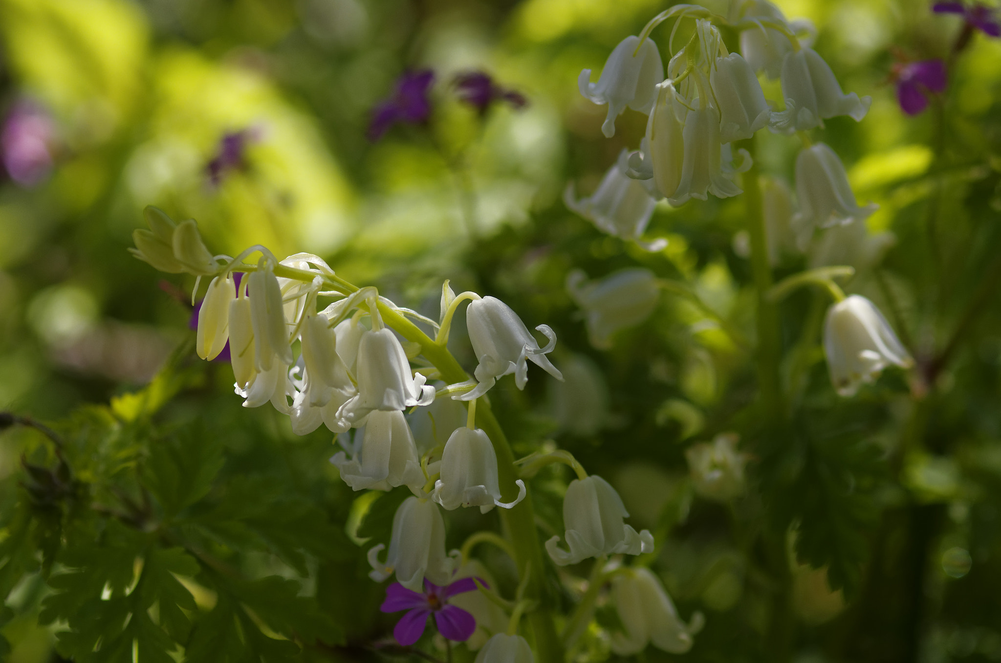 Pentax K-5 sample photo. Pentax k5 100mm fa macro . white blue bells photography