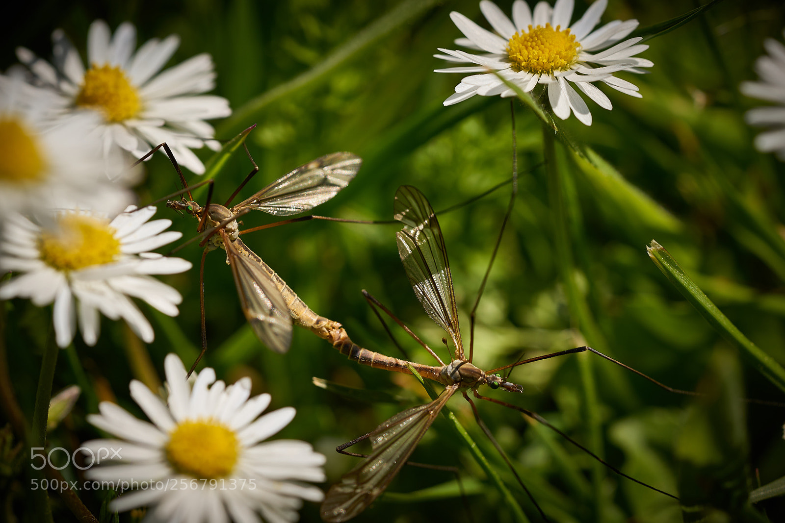 Sony a7R II sample photo. Daisy love photography