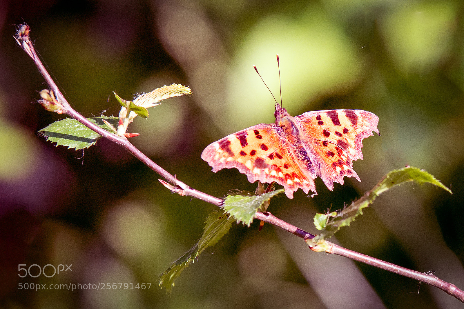 Nikon D500 sample photo. Butterfly photography