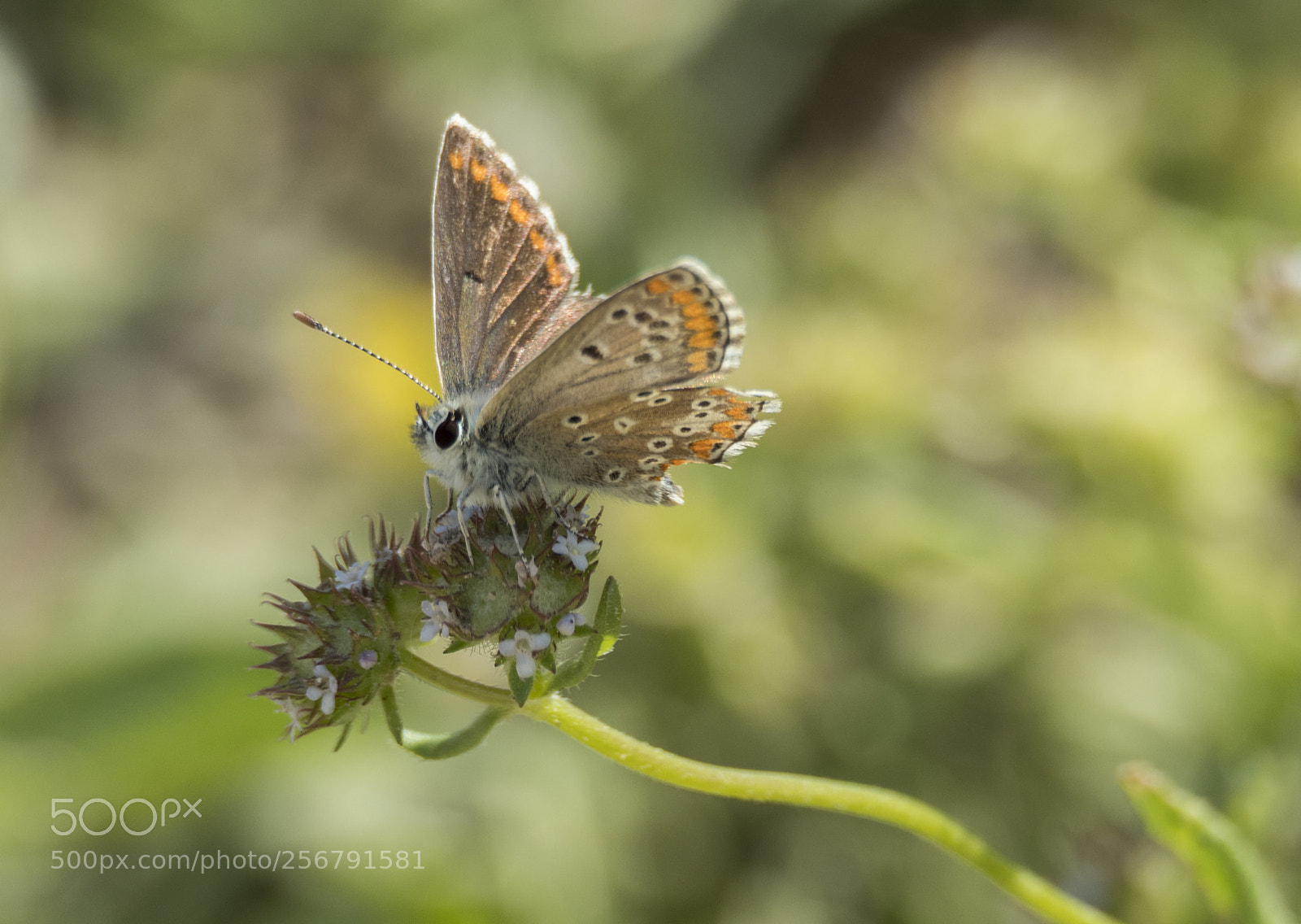 Olympus OM-D E-M1 Mark II sample photo. Little butterfly. photography