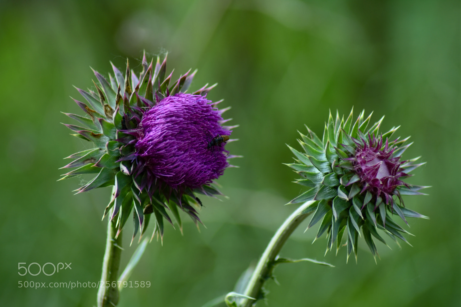 Nikon D7200 sample photo. Untitled photography
