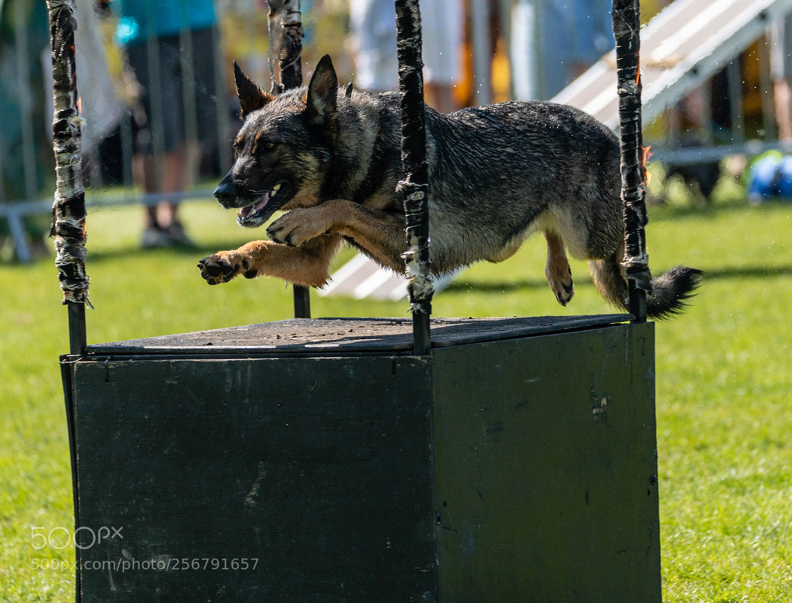 Nikon D5 sample photo. All about dogs show photography