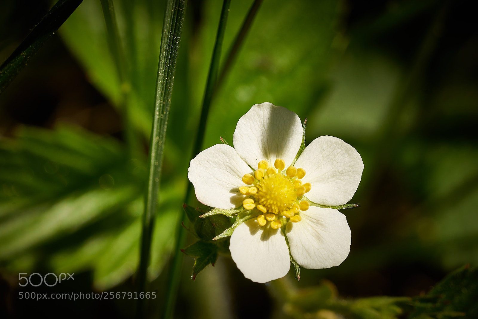 Sony a7R II sample photo. Wild strawberry photography