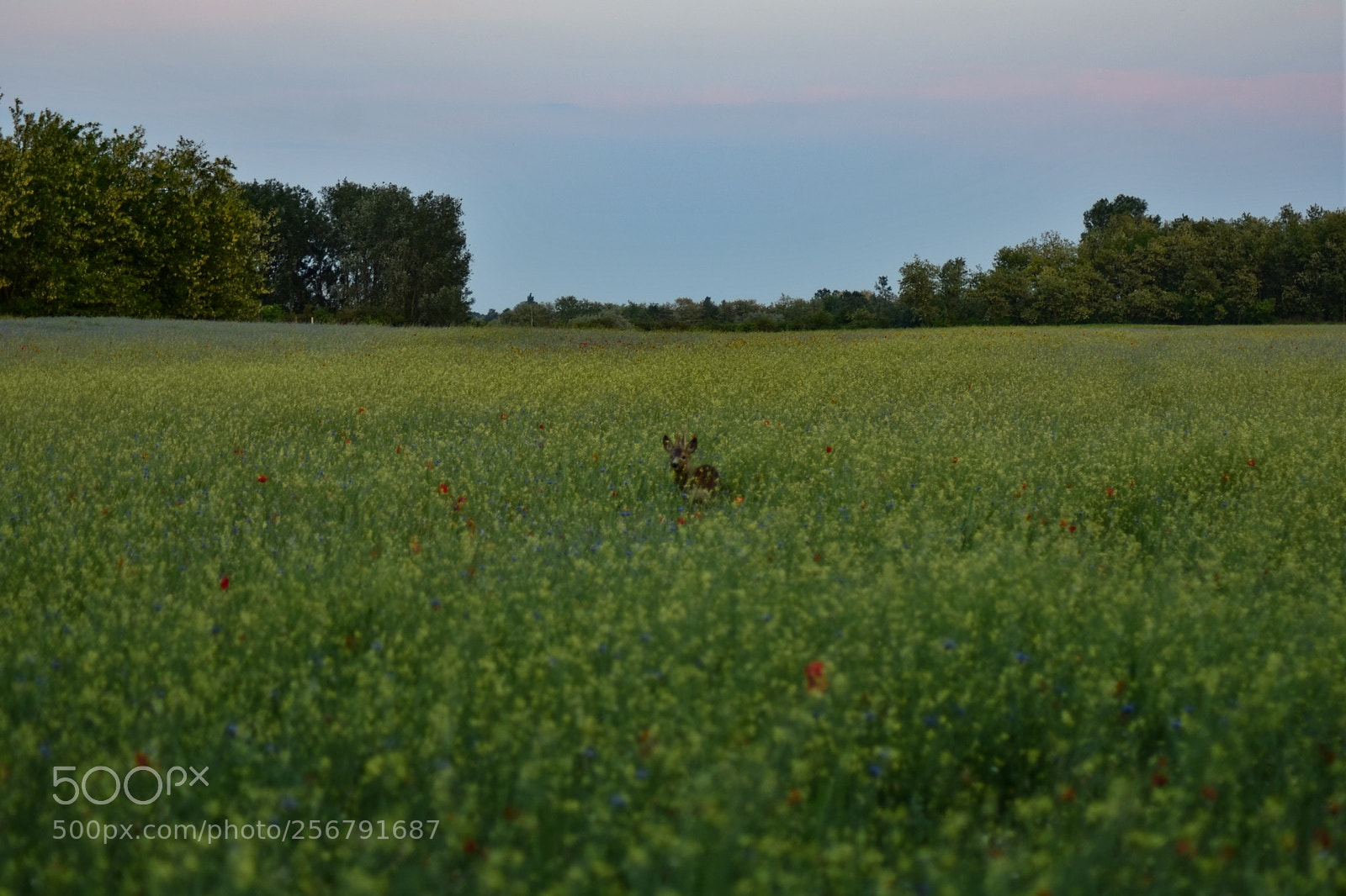 Nikon D7200 sample photo. Untitled photography